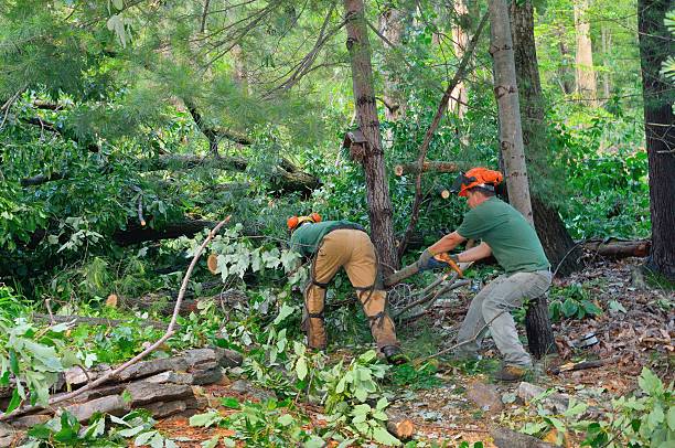 Best Arborist Consultation Services  in La Vista, NE